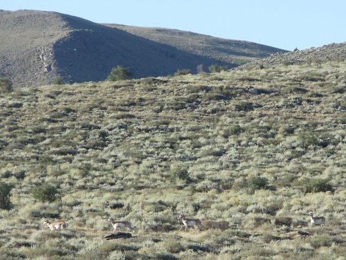 Four Antelope running left/east.